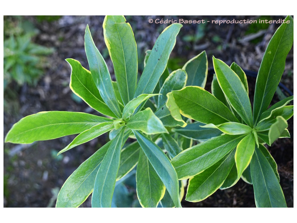 DAPHNE ODORA 'MAEJIMA'