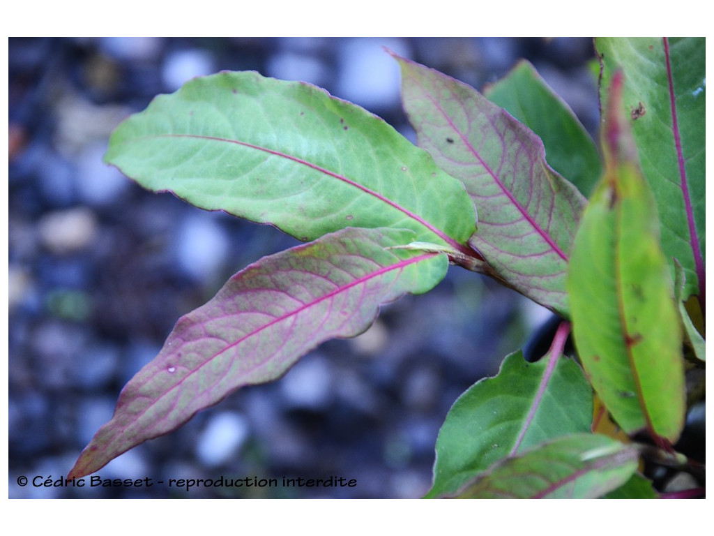 POLYGONUM aff.MOLLE var.FRONDOSUM