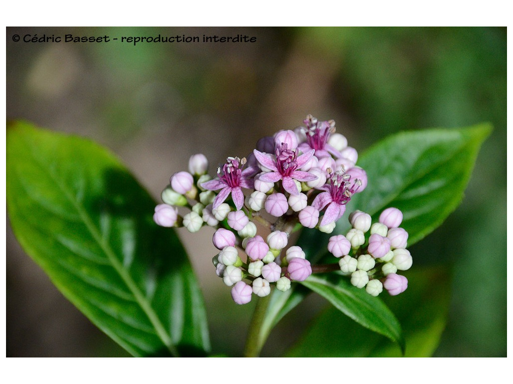 DICHROA x HYDRANGEA 'KAMUI'