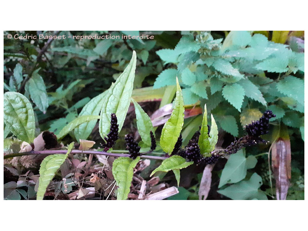 VERONICASTRUM STENOSTACHYUM (forme à feuilles étroites et fleurs foncées)