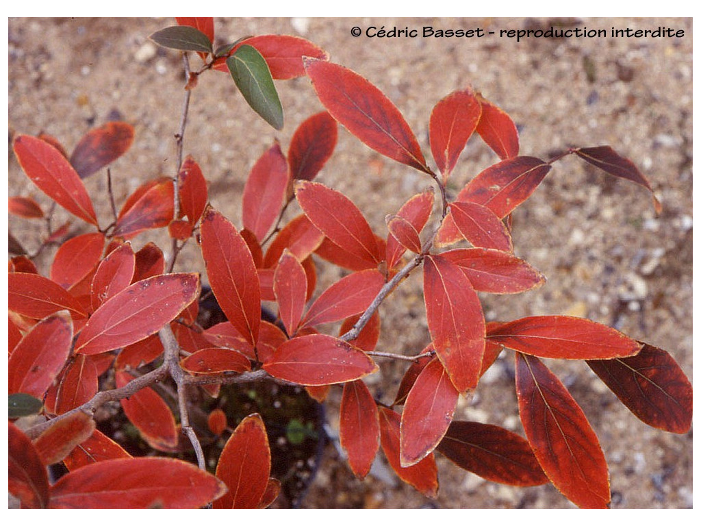 LINDERA ANGUSTIFOLIA