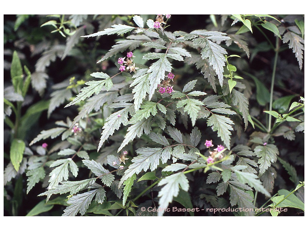 RUBUS THIBETANUS RUBUS THIBETANUS