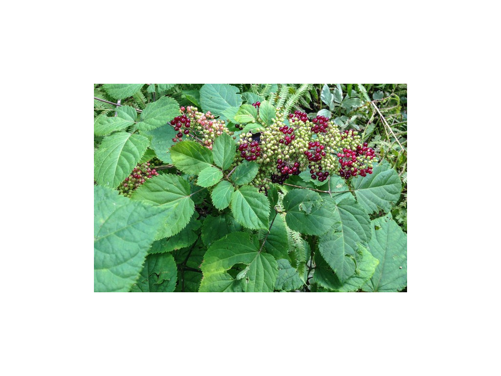 ARALIA RACEMOSA US6370