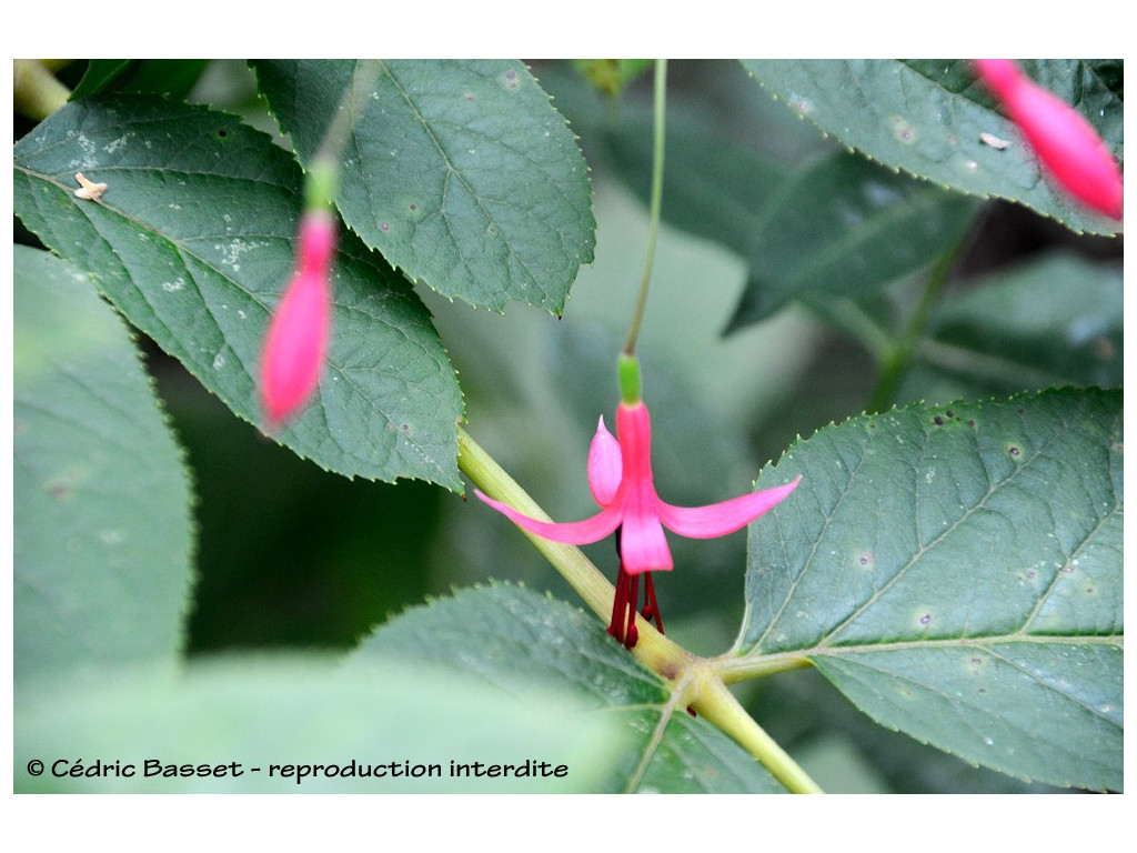 FUCHSIA REGIA