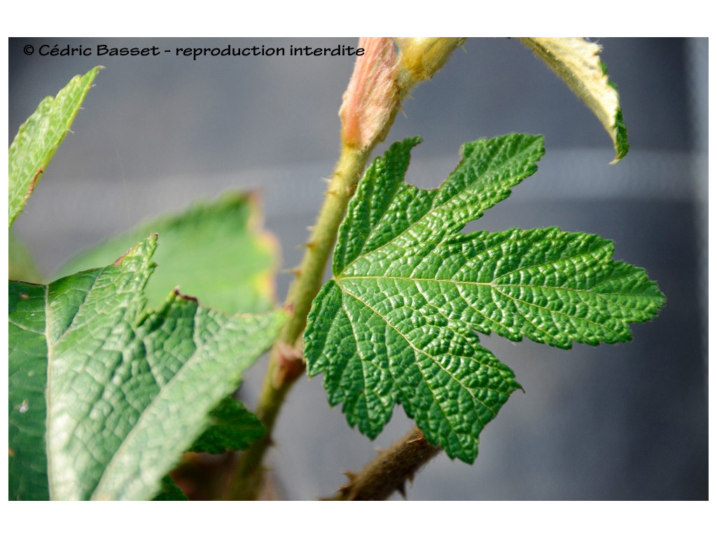 RUBUS sp.