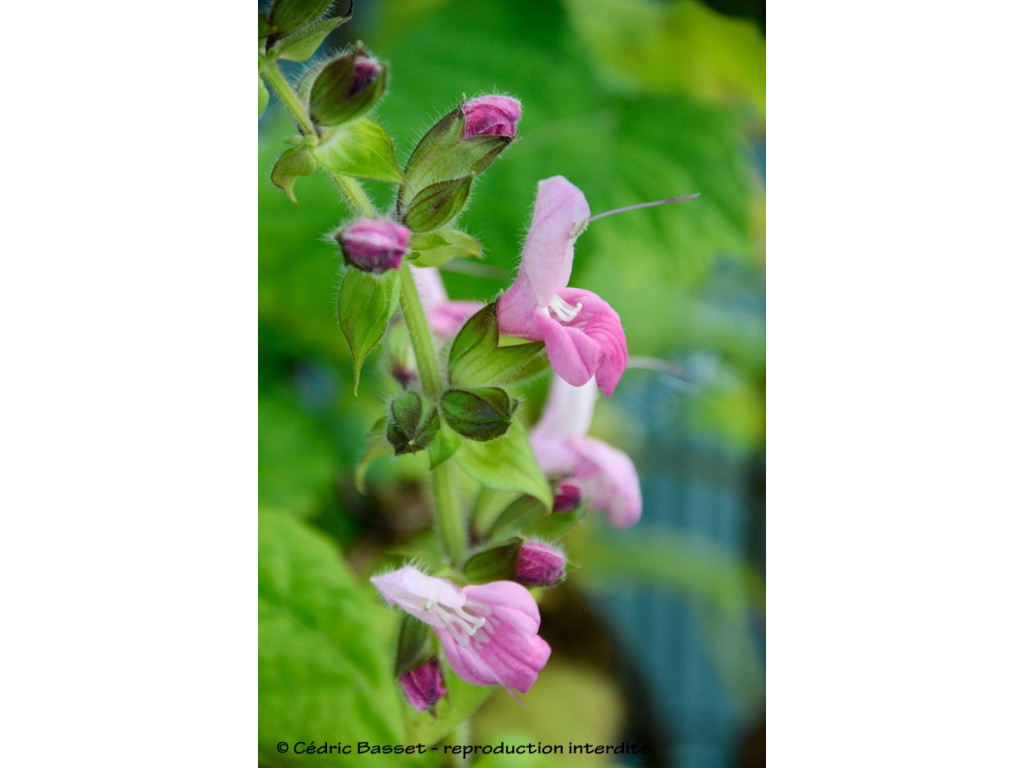 SALVIA GLABRESCENS 'MOMOBANA'