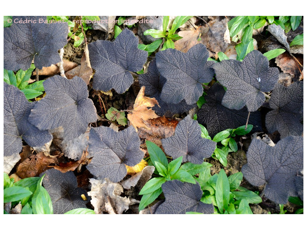 RUBUS ALCEIFOLIUS