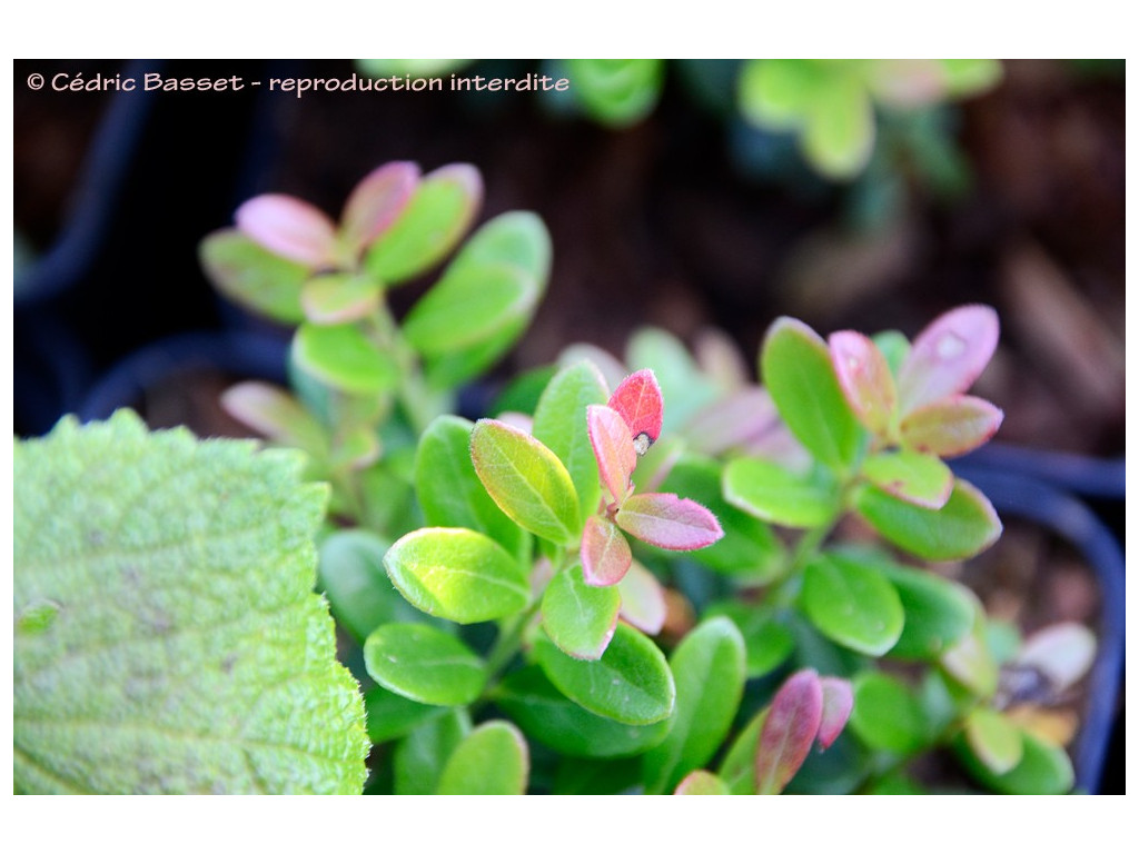 VACCINIUM MOUPINENSE