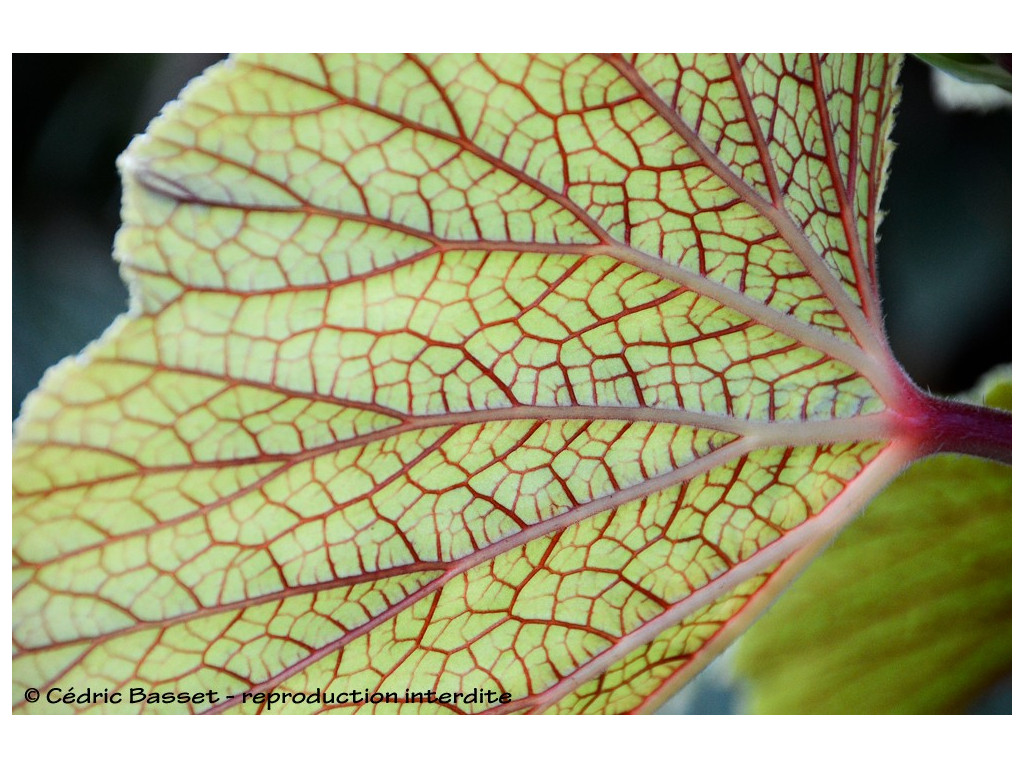 BEGONIA 'TORSA'