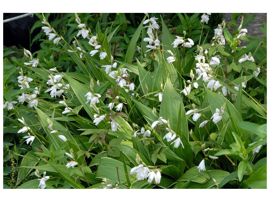 BLETILLA STRIATA 'ALBOSTRIATA'