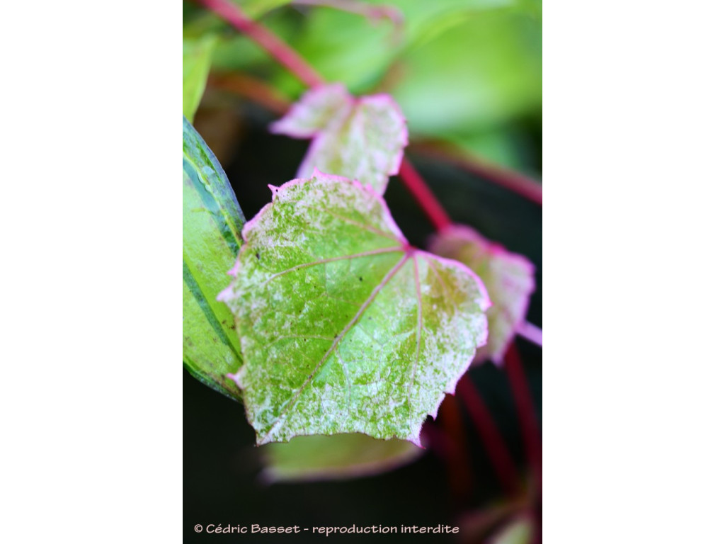 AMPELOPSIS 'YUKIGESHOU'