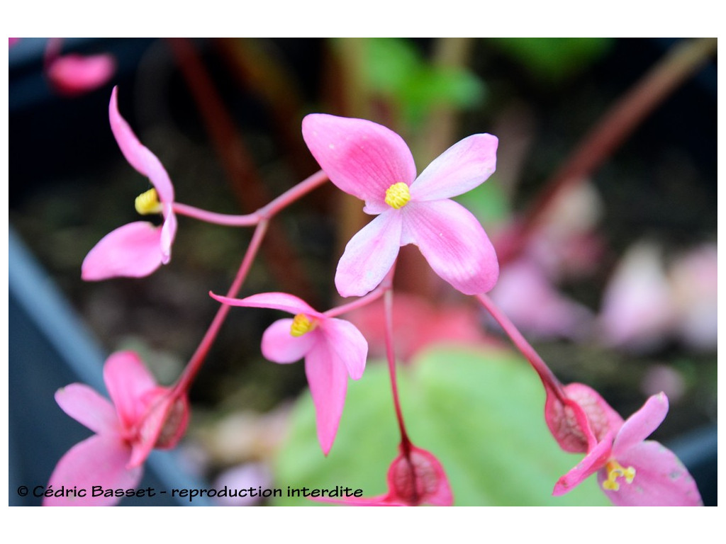 BEGONIA WYNN-JONESIAE BSWJ8119