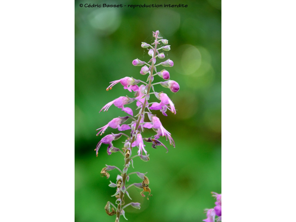 TEUCRIUM BETONICUM