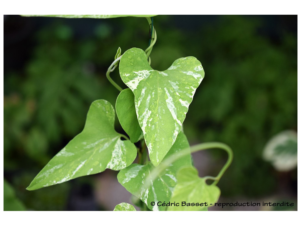 ARISTOLOCHIA KAEMPFERI 'UKIGUMO'