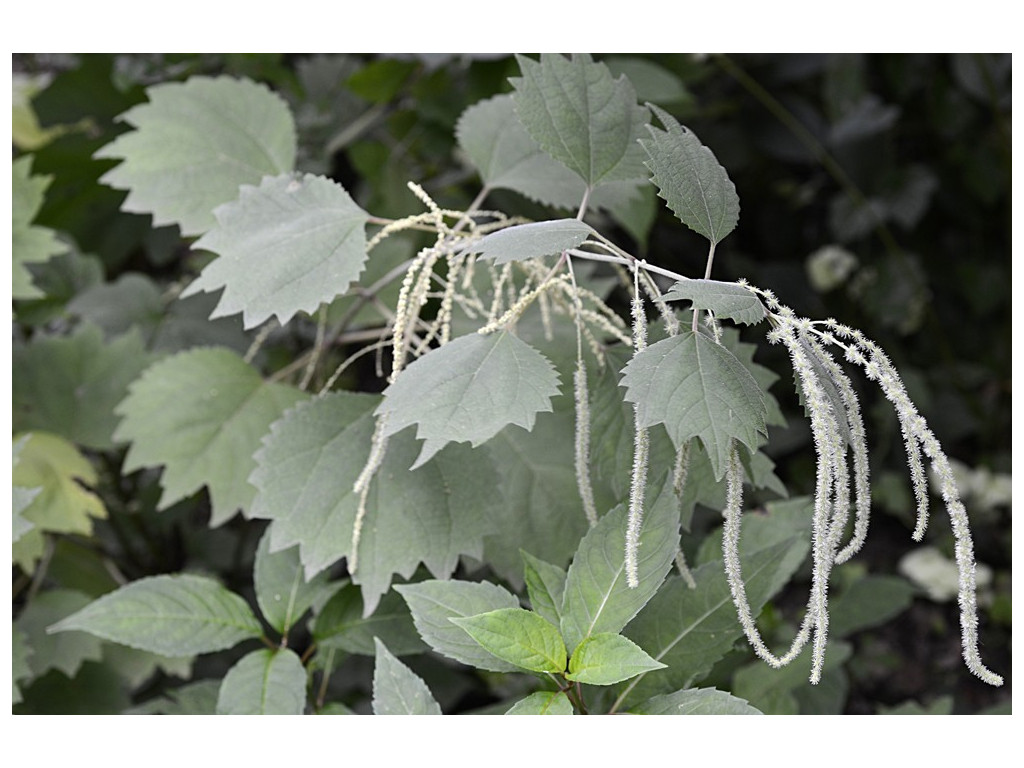 BOEHMERIA PLATANIFOLIA