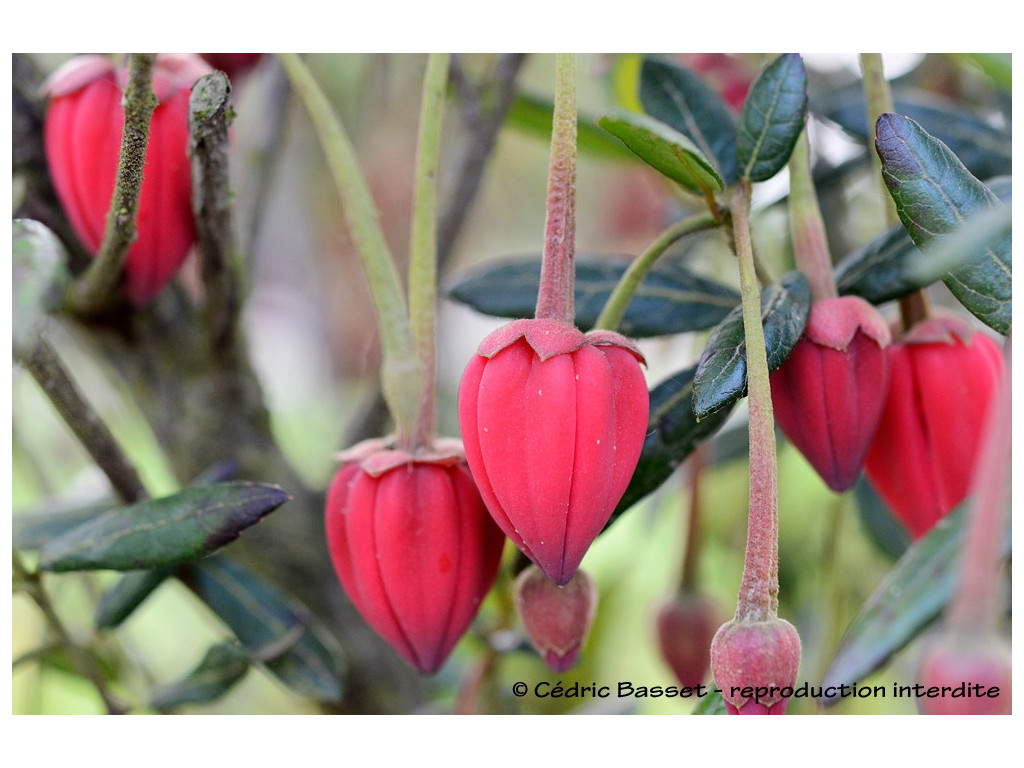 CRINODENDRON HOOKERIANUM