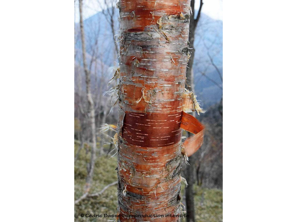 BETULA ERMANII 'MOUNT ZAO PURPLE'