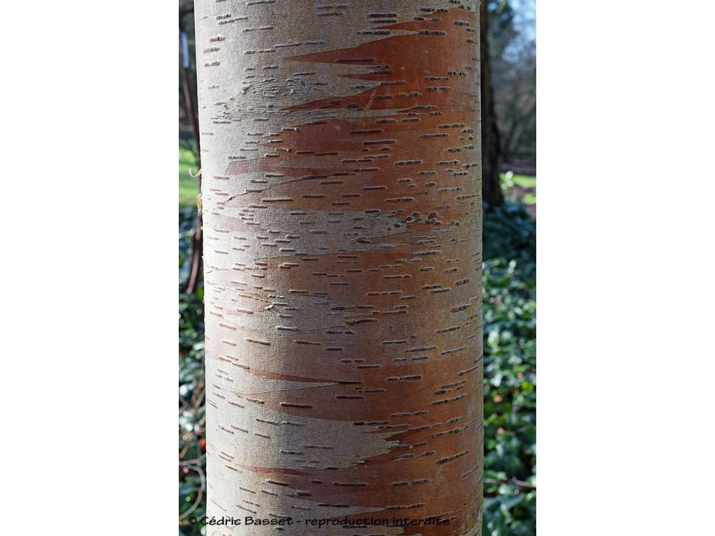 BETULA ALBOSINENSIS 'PINK CHAMPAGNE'