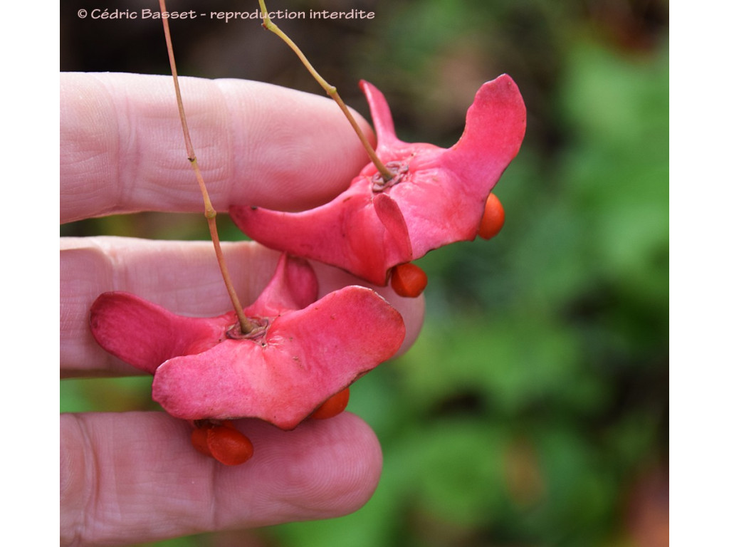 EUONYMUS MACROPTERUS