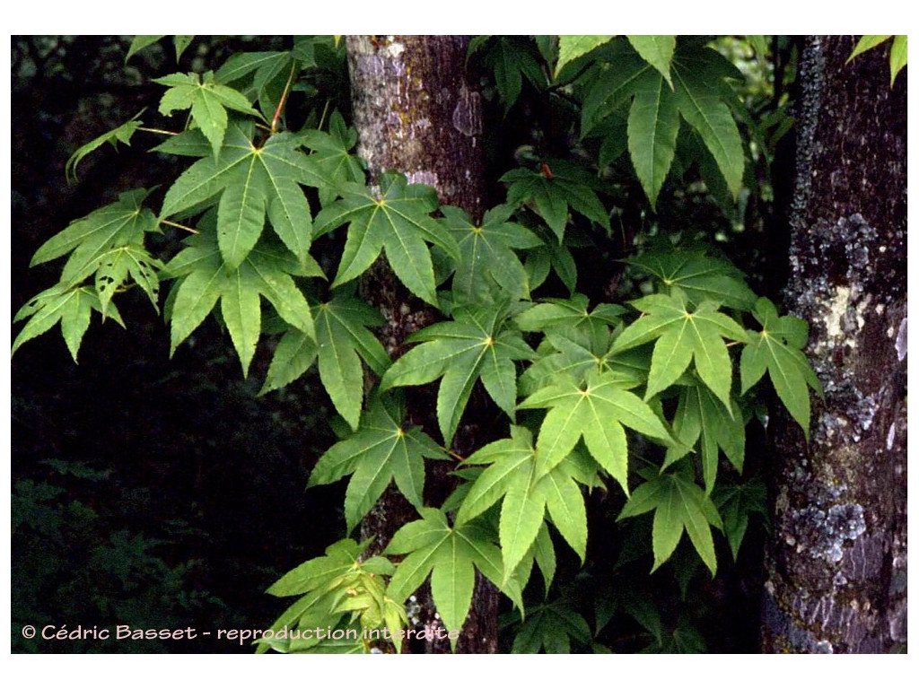 ACER FLABELLATUM