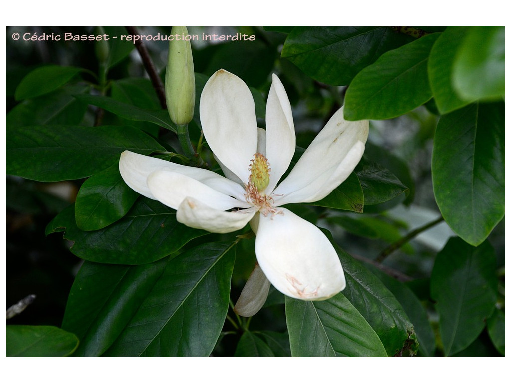 MAGNOLIA THOMPSONIANA