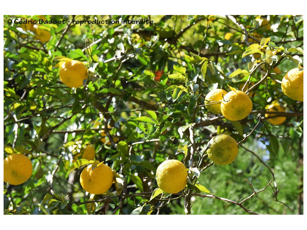 CITRUS ICHANGENSIS