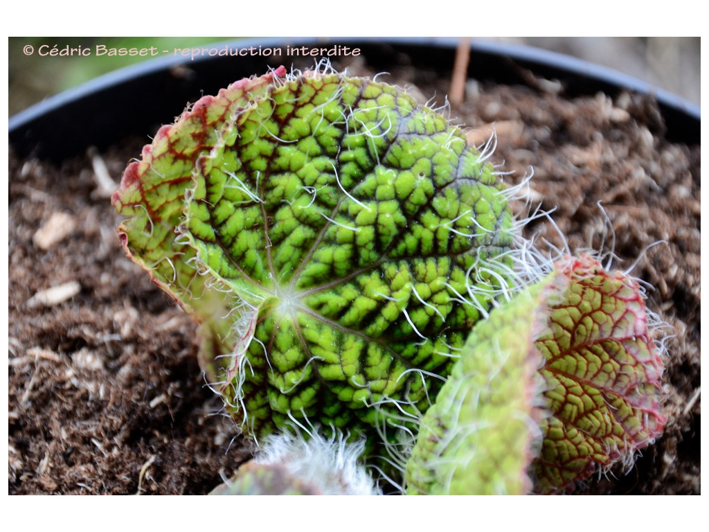 BEGONIA SIZEMOREAE