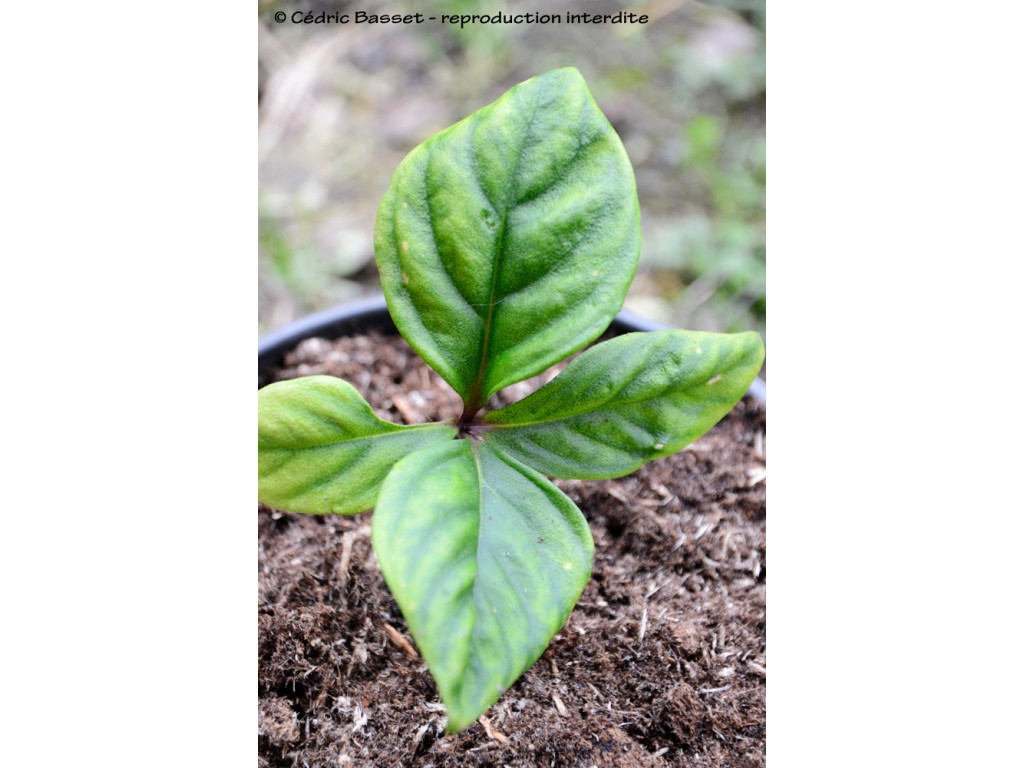 LYSIMACHIA FORDIANA Og454