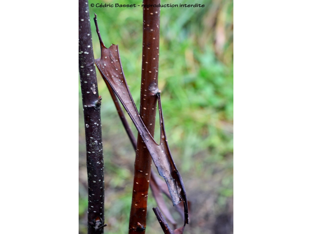 BETULA UTILIS 'CHINA BRONZE'