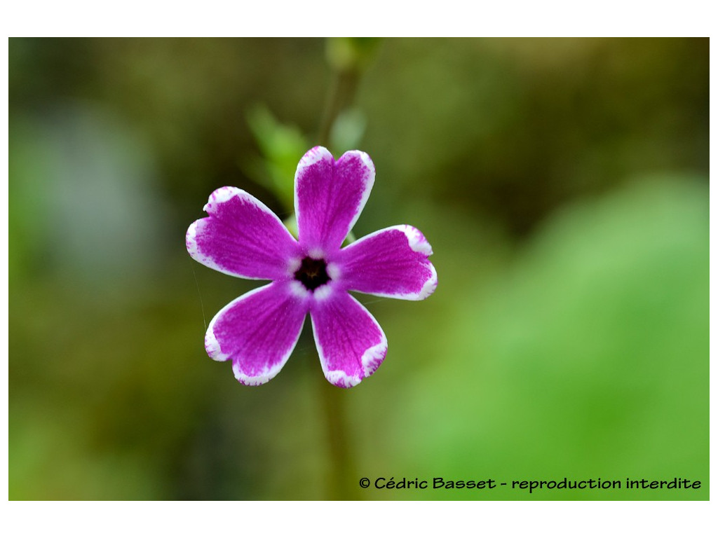 PRIMULA SIEBOLDII 'NANKIN KOZAKURA'