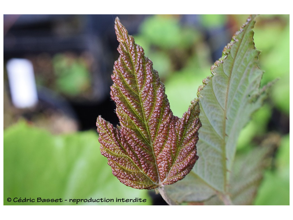 RUBUS x RUSHBROOK 'RED LEAF'