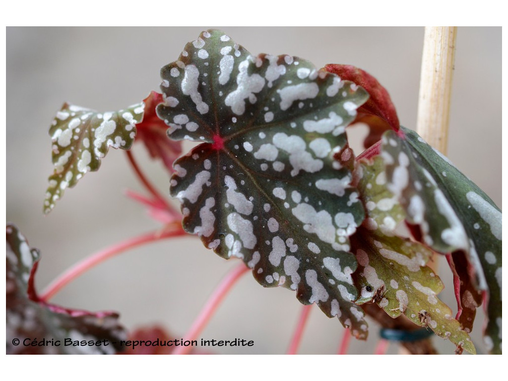 BEGONIA 'IZUMONOKIRABOSHI'