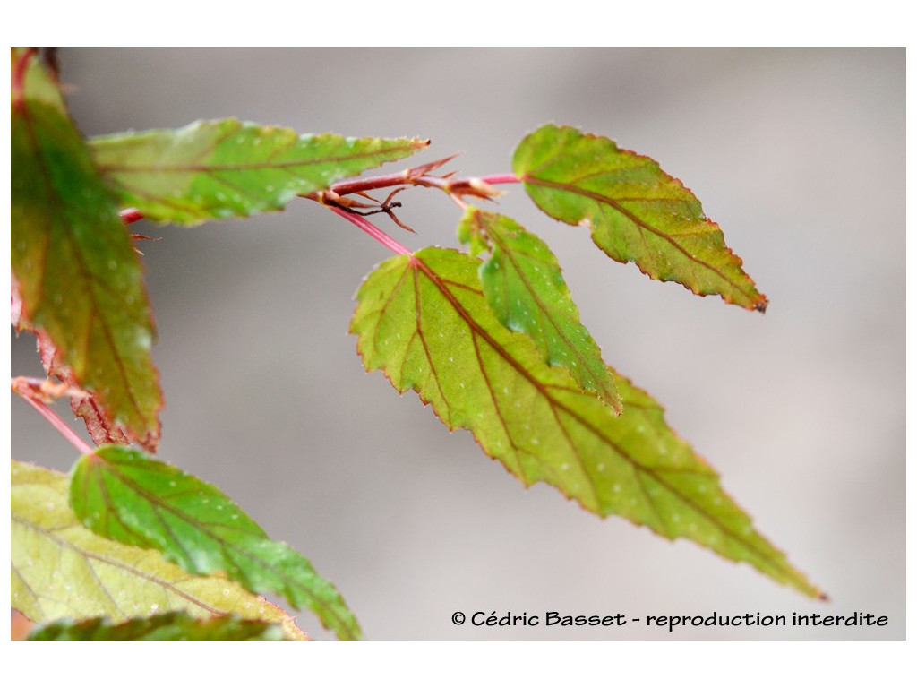 BEGONIA TAIWANIANA