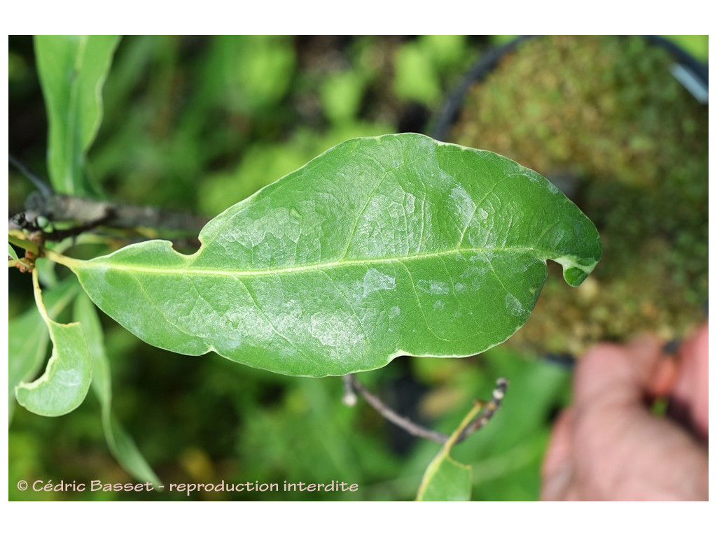 copy of QUERCUS MYRSINIFOLIA 'HIKARI'