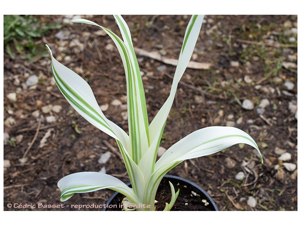 HEMEROCALLIS FULVA 'SHIRO SHIMA FU'