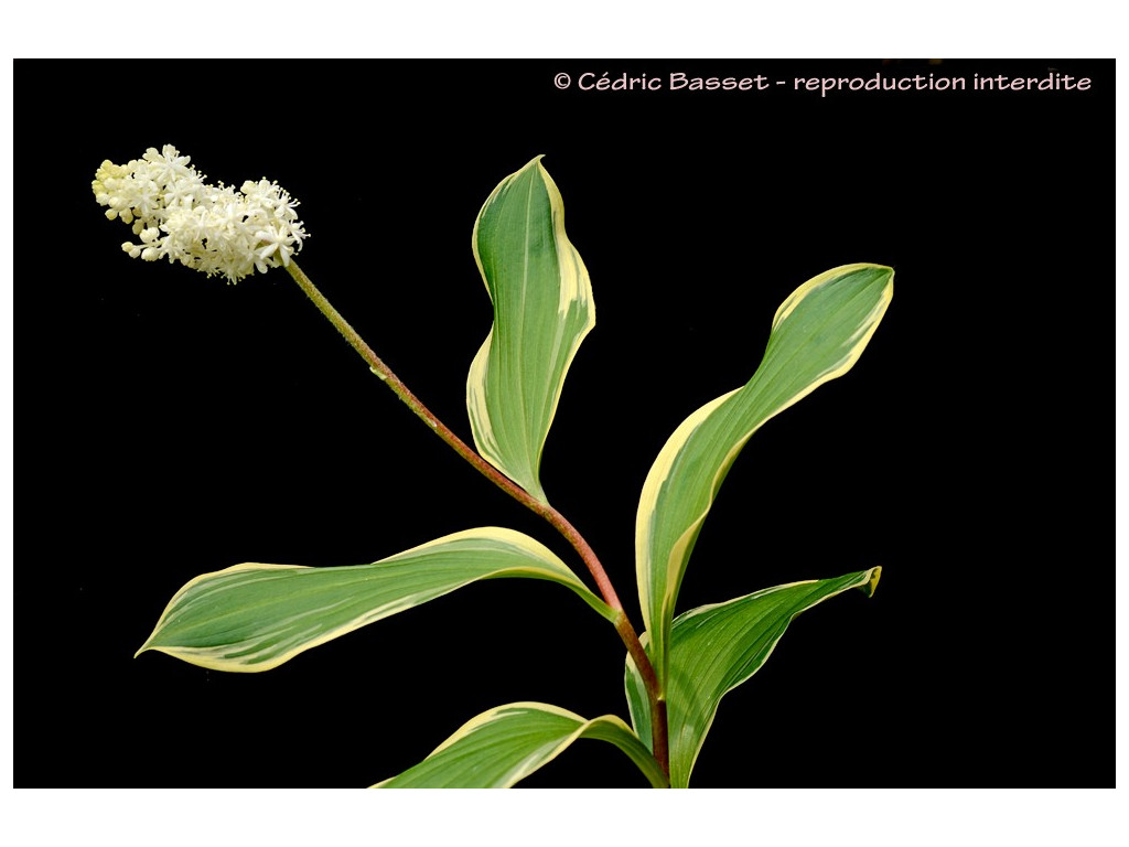 MAIANTHEMUM JAPONICUM 'KOMOREBI'