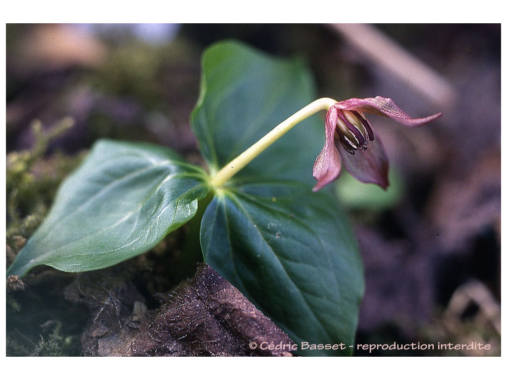 TRILLIUM APETALON TRILLIUM APETALON