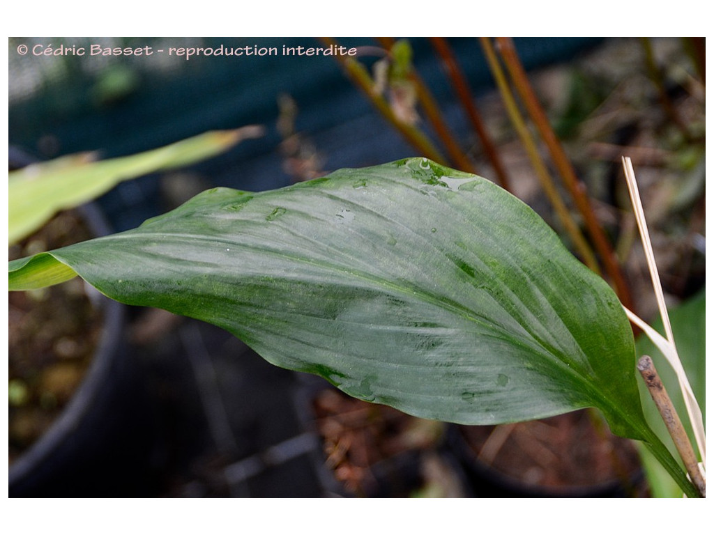 ASPIDISTRA sp.4 (Vietnam)