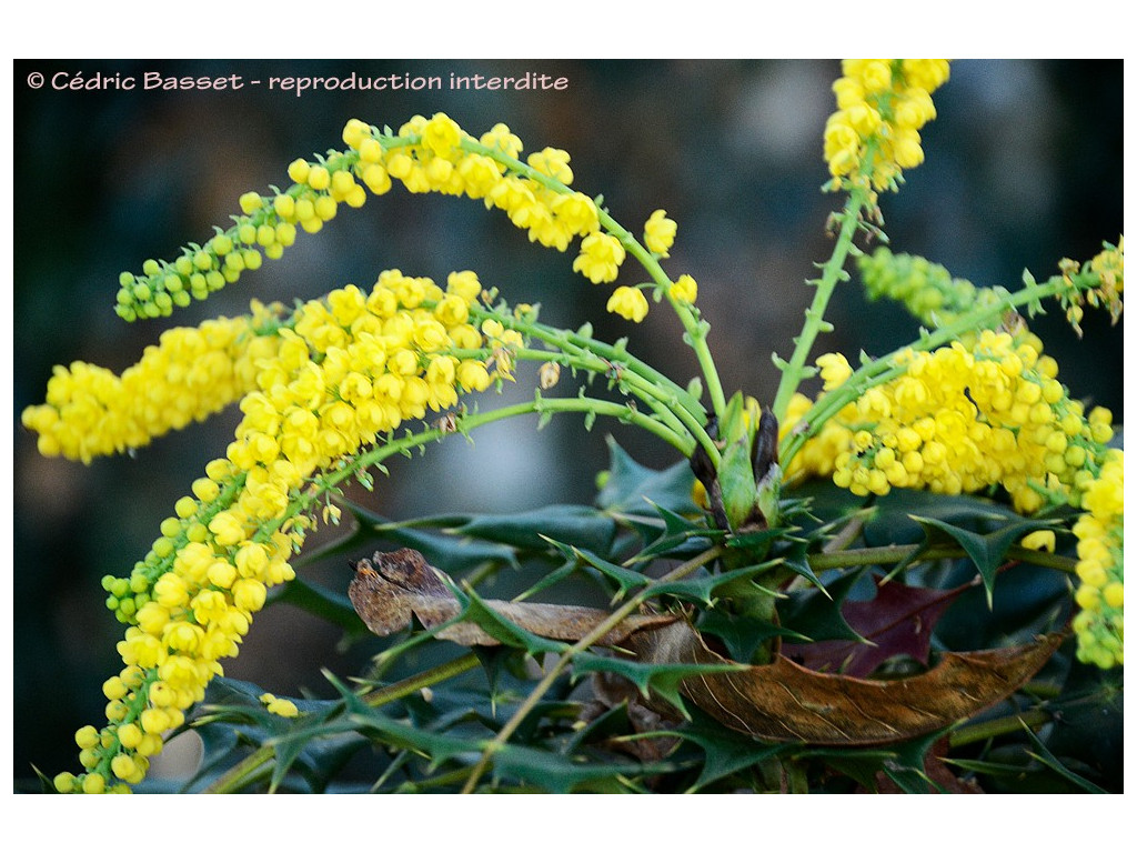 MAHONIA SHERIDANIANA (fargesii)