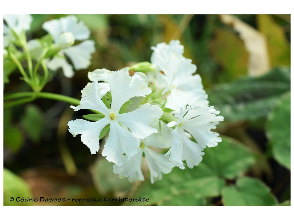 PRIMULA SIEBOLDII 'AOYAGI ZOME' PRIMULA SIEBOLDII 'AOYAGI ZOME'