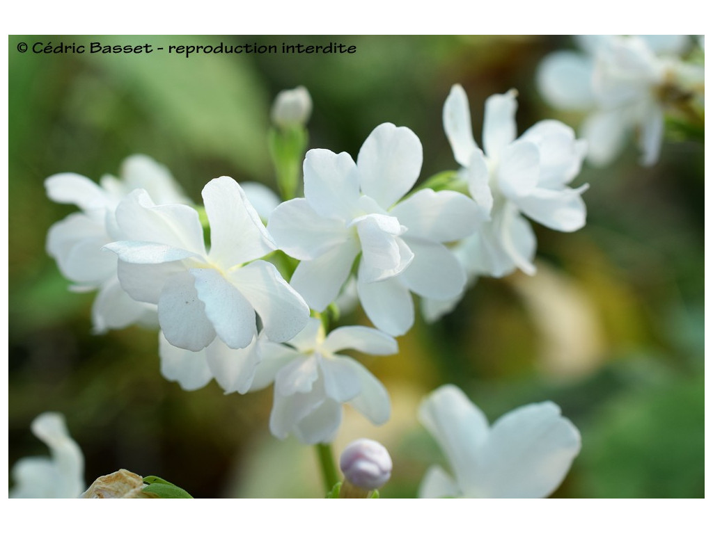 PRIMULA SIEBOLDII 'SATO ZAKURA'