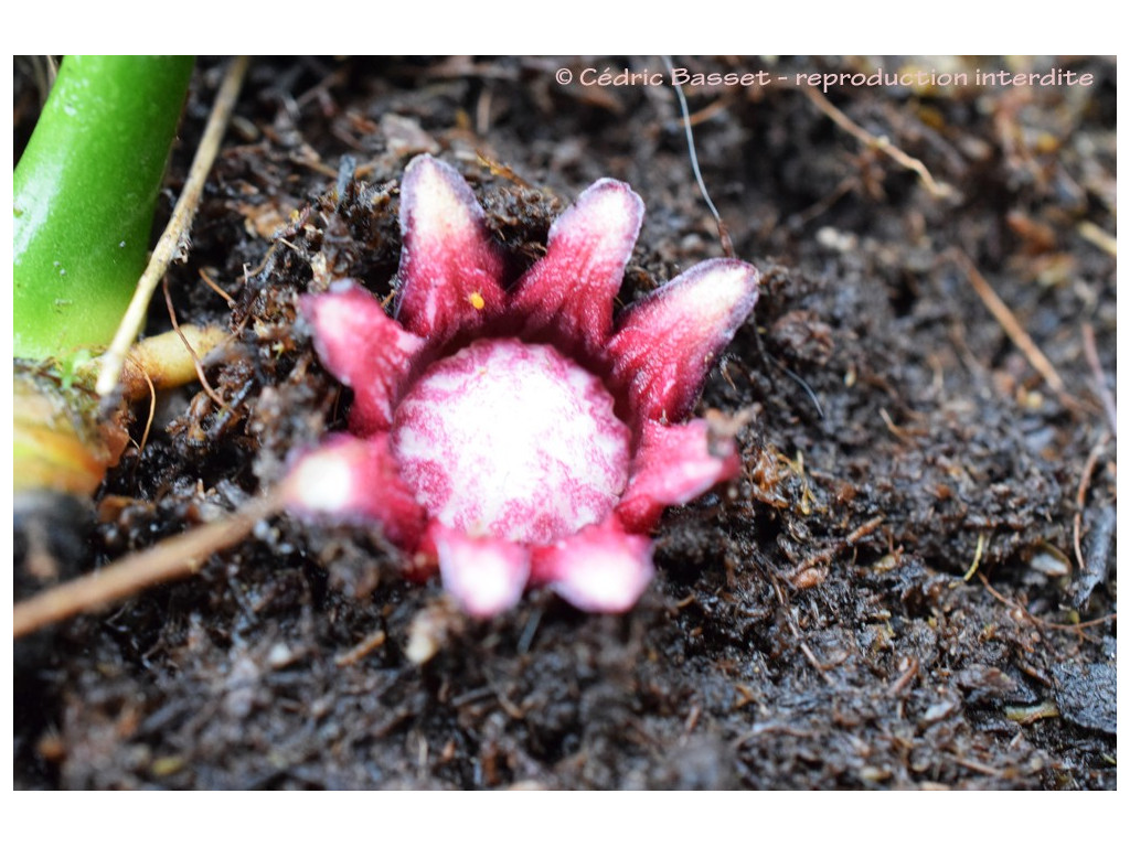 ASPIDISTRA BASALIS