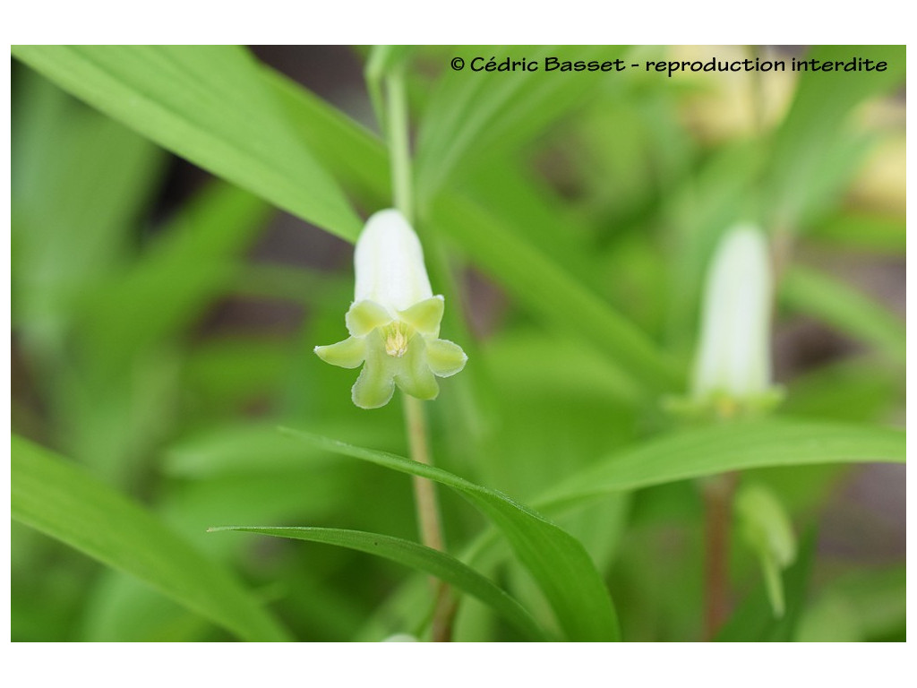 POLYGONATUM FILIPES (Chine, Jilin)