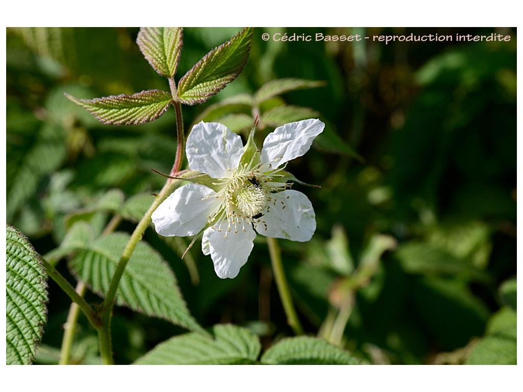 RUBUS HIRSUTUS CBJP1004