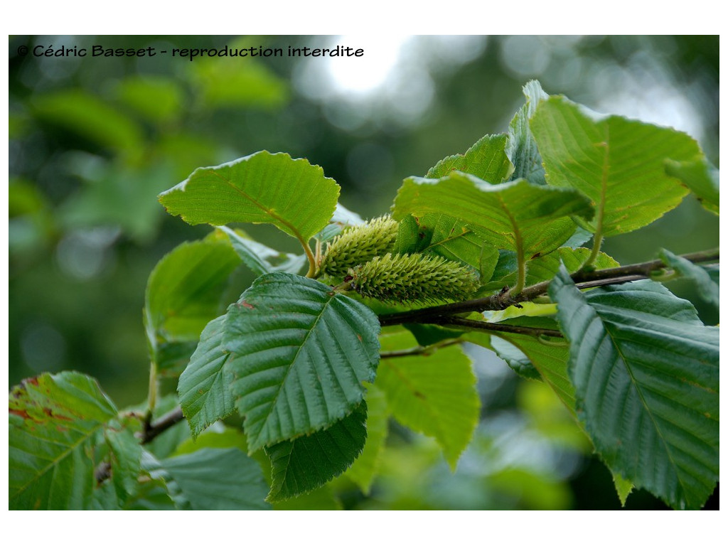 BETULA MEDWEDEWII