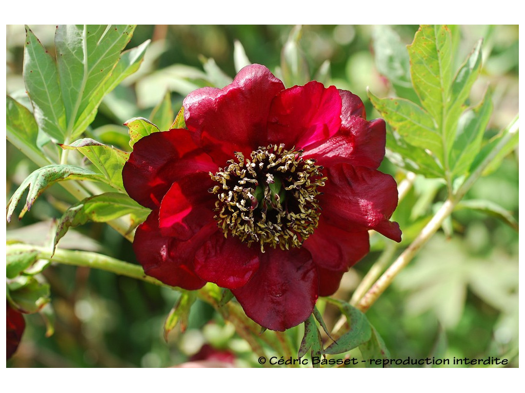 PAEONIA DELAVAYI