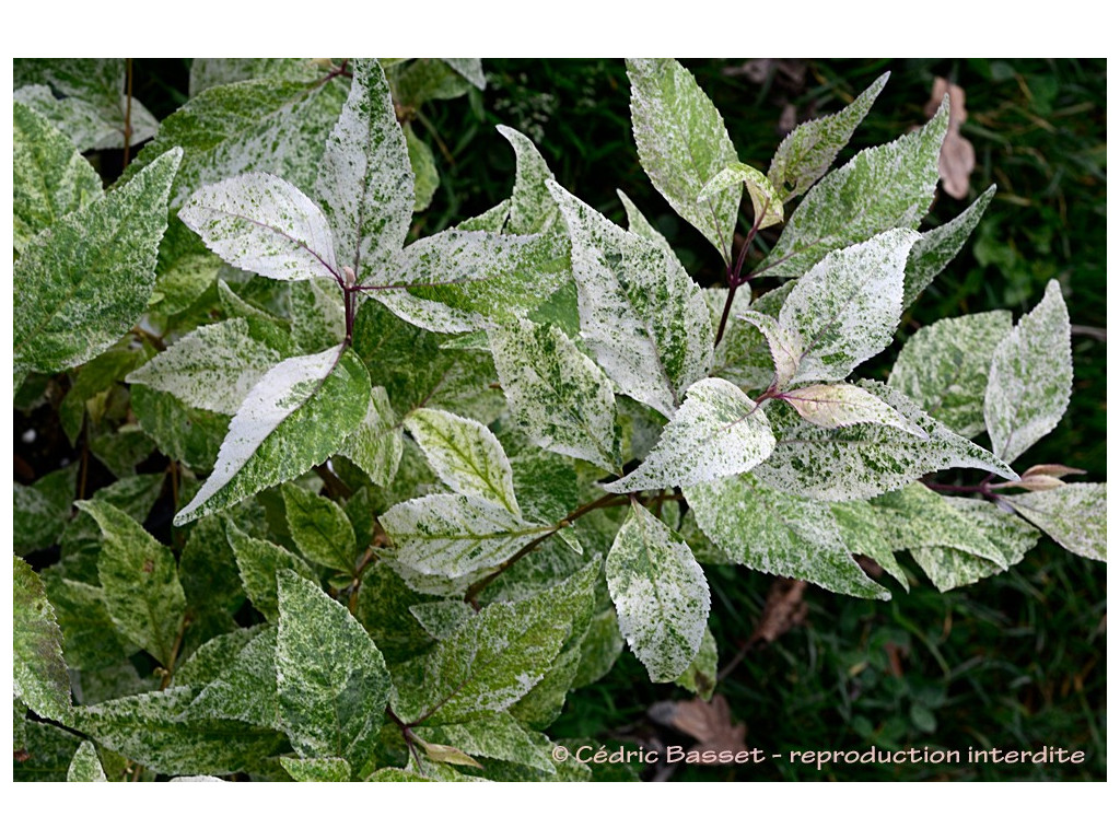 CALLICARPA JAPONICA 'SHIJI MURASAKI'