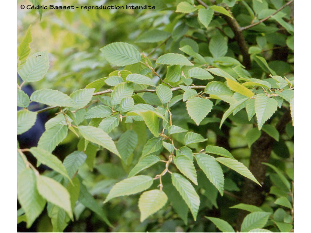 CARPINUS MONBEIGIANA