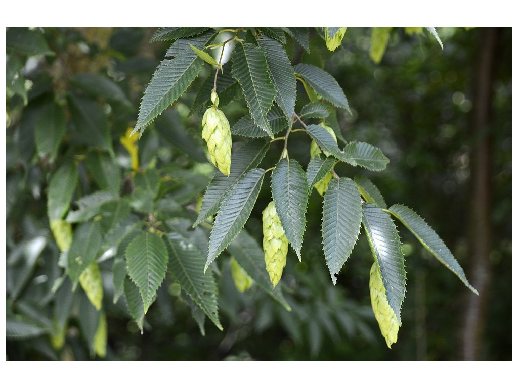 CARPINUS JAPONICA JP3193, le charme du Japon