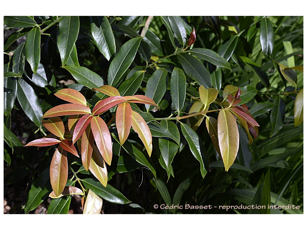 EUONYMUS PENDULUS (LUCIDUS)